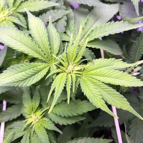🍦Gelato 41 🍦 growlog timeline photo