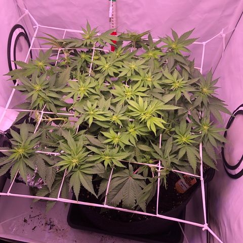 🍦Gelato 41 🍦 growlog timeline photo