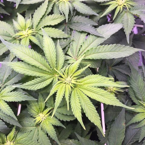 🍦Gelato 41 🍦 growlog timeline photo