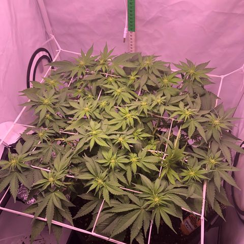 🍦Gelato 41 🍦 growlog timeline photo