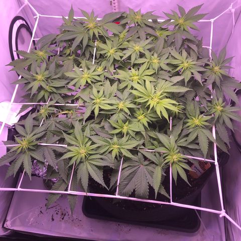 🍦Gelato 41 🍦 growlog timeline photo