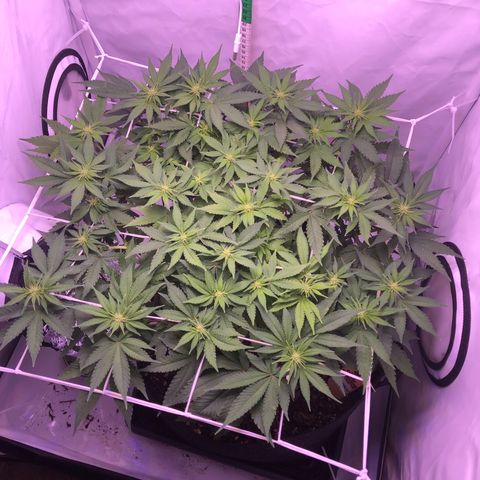 🍦Gelato 41 🍦 growlog timeline photo