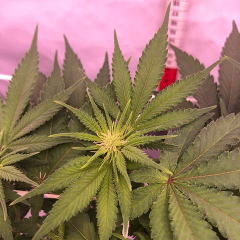 🍦Gelato 41 🍦 growlog timeline photo
