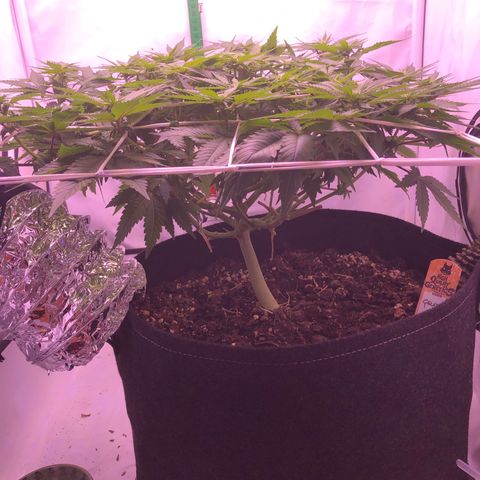 🍦Gelato 41 🍦 growlog timeline photo