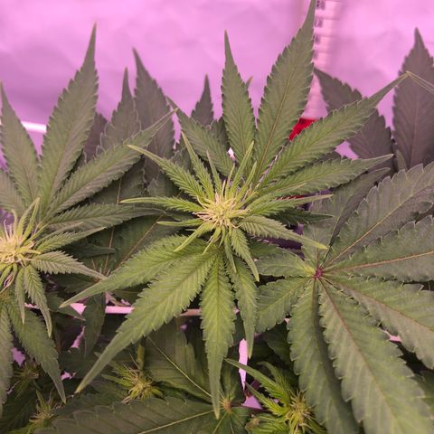 🍦Gelato 41 🍦 growlog timeline photo