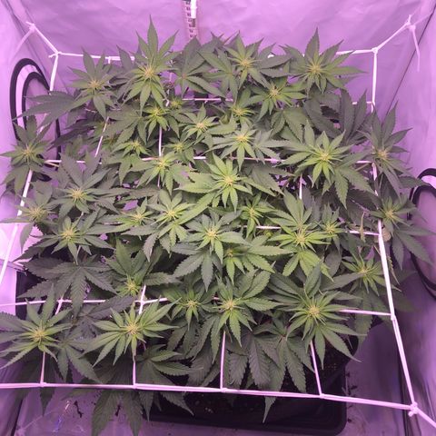 🍦Gelato 41 🍦 growlog timeline photo