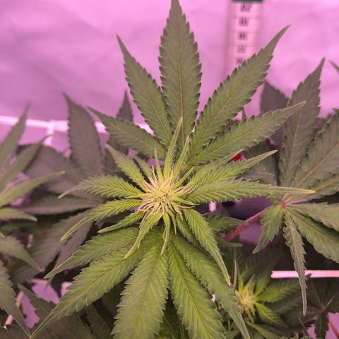 🍦Gelato 41 🍦 growlog timeline photo