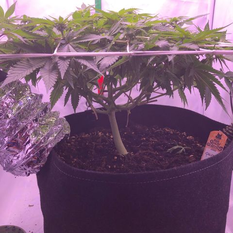 🍦Gelato 41 🍦 growlog timeline photo