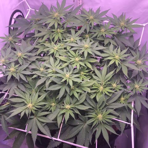 🍦Gelato 41 🍦 growlog timeline photo