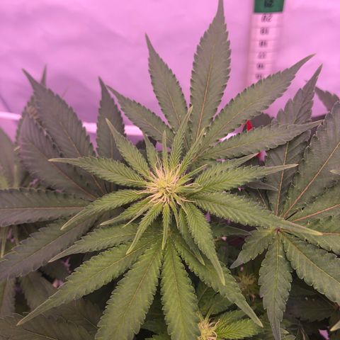 🍦Gelato 41 🍦 growlog timeline photo