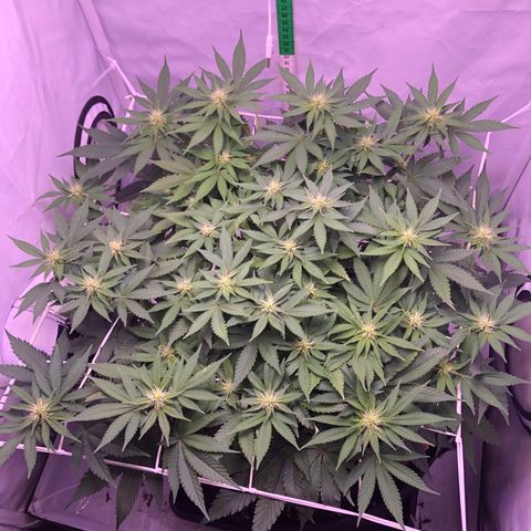 🍦Gelato 41 🍦 growlog timeline photo