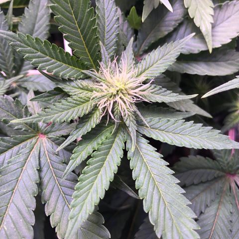 🍦Gelato 41 🍦 growlog timeline photo
