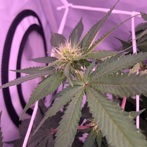 🍦Gelato 41 🍦 growlog timeline photo