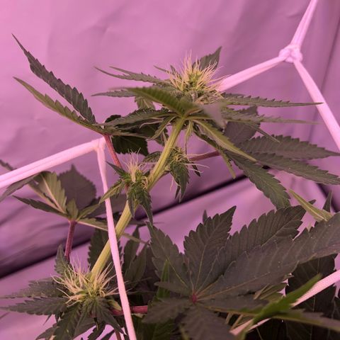 🍦Gelato 41 🍦 growlog timeline photo