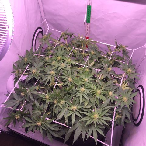 🍦Gelato 41 🍦 growlog timeline photo