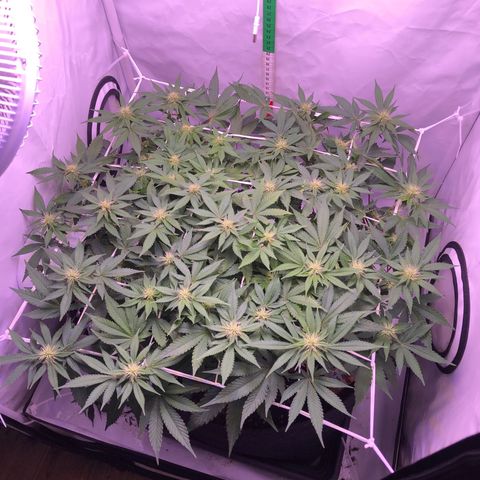 🍦Gelato 41 🍦 growlog timeline photo