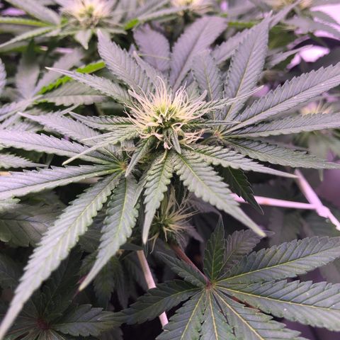 🍦Gelato 41 🍦 growlog timeline photo