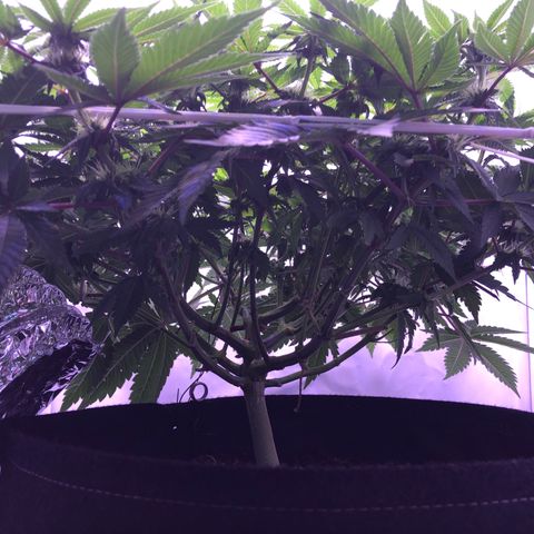 🍦Gelato 41 🍦 growlog timeline photo