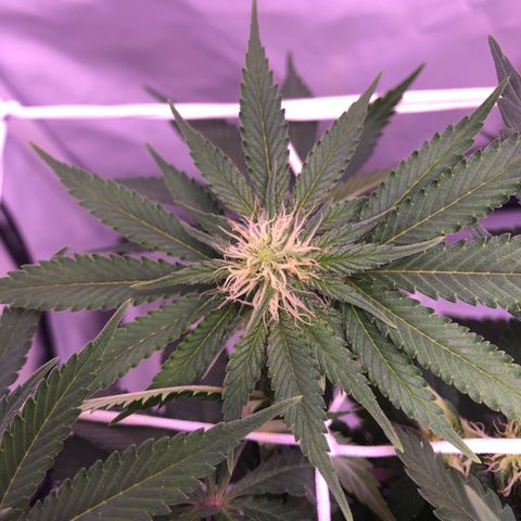 🍦Gelato 41 🍦 growlog timeline photo
