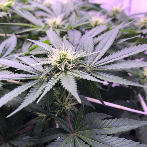 🍦Gelato 41 🍦 growlog timeline photo