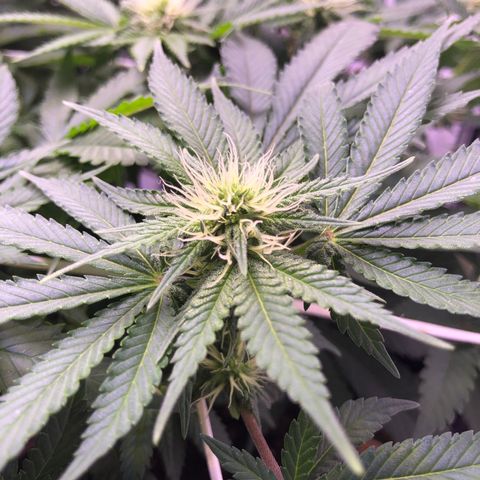🍦Gelato 41 🍦 growlog timeline photo