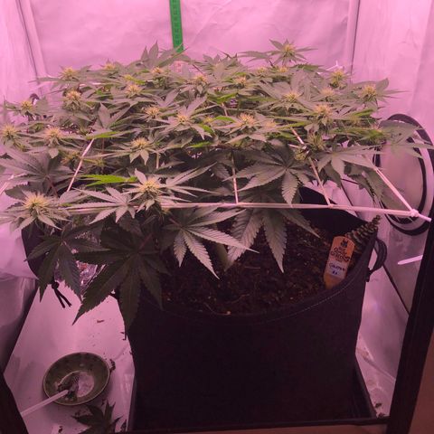 🍦Gelato 41 🍦 growlog timeline photo
