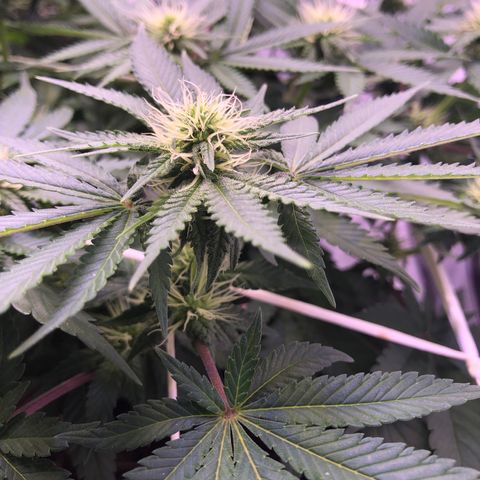🍦Gelato 41 🍦 growlog timeline photo