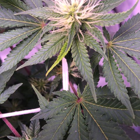 🍦Gelato 41 🍦 growlog timeline photo