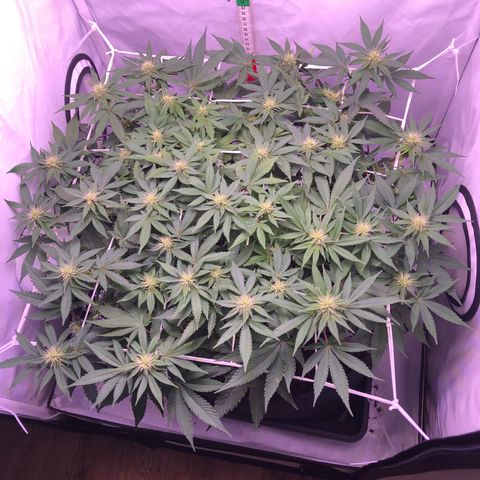 🍦Gelato 41 🍦 growlog timeline photo