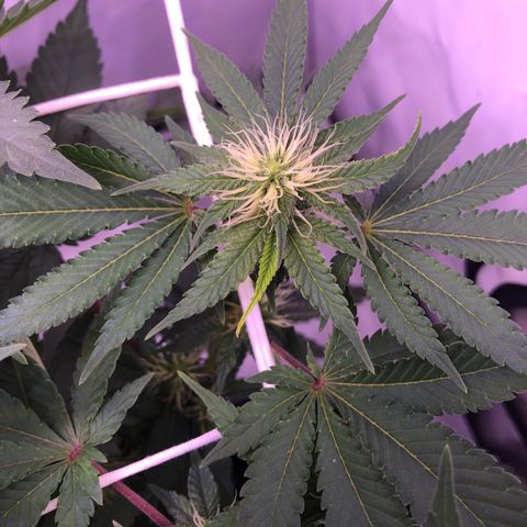🍦Gelato 41 🍦 growlog timeline photo