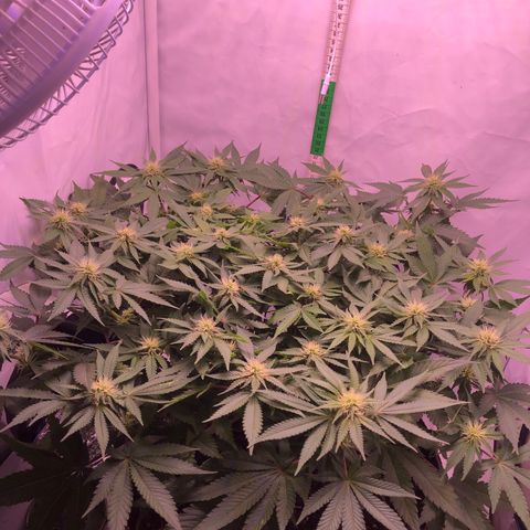🍦Gelato 41 🍦 growlog timeline photo