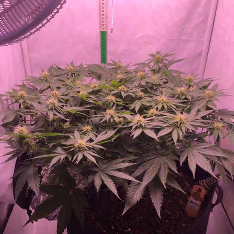 🍦Gelato 41 🍦 growlog timeline photo