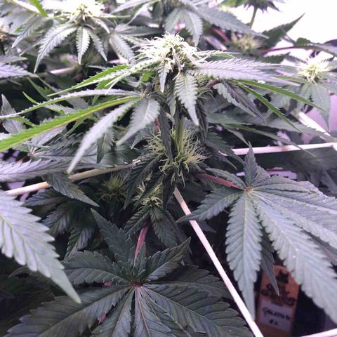 🍦Gelato 41 🍦 growlog timeline photo