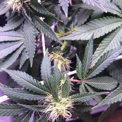 🍦Gelato 41 🍦 growlog timeline photo