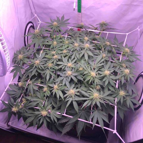 🍦Gelato 41 🍦 growlog timeline photo