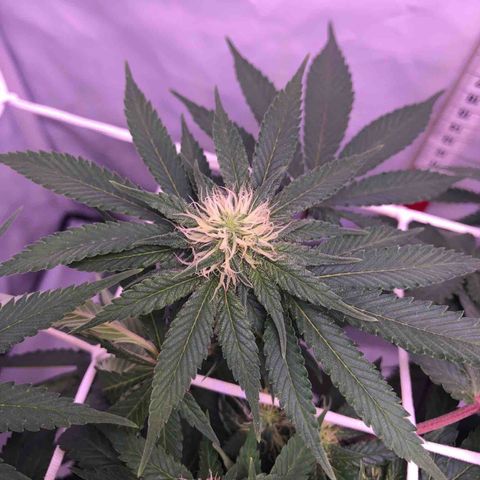 🍦Gelato 41 🍦 growlog timeline photo