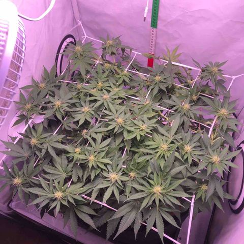 🍦Gelato 41 🍦 growlog timeline photo