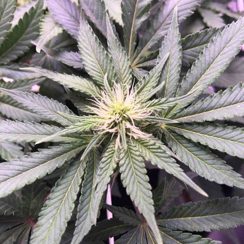 🍦Gelato 41 🍦 growlog timeline photo