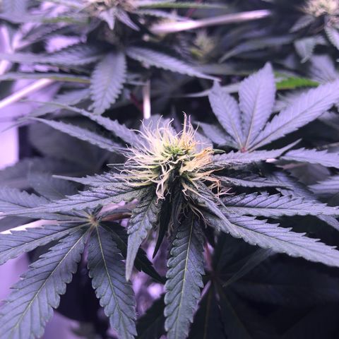🍦Gelato 41 🍦 growlog timeline photo