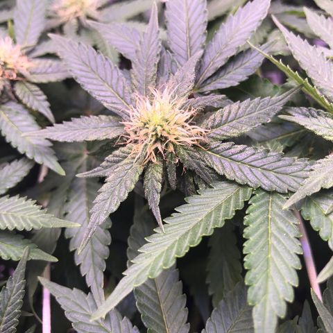 🍦Gelato 41 🍦 growlog timeline photo