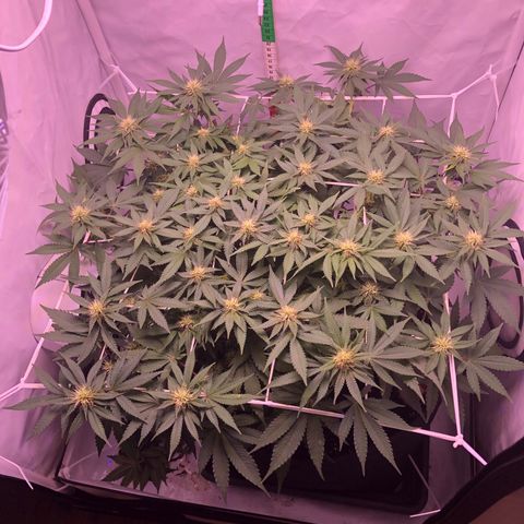 🍦Gelato 41 🍦 growlog timeline photo