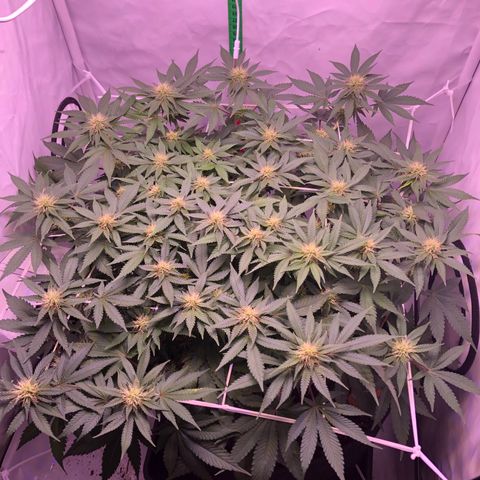 🍦Gelato 41 🍦 growlog timeline photo