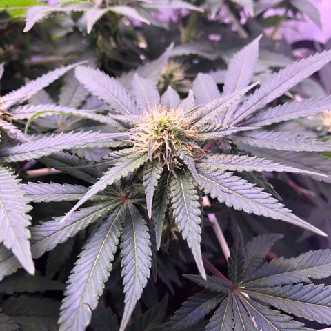🍦Gelato 41 🍦 growlog timeline photo