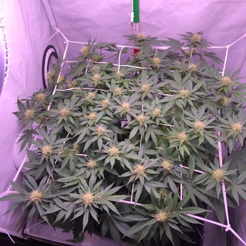 🍦Gelato 41 🍦 growlog timeline photo