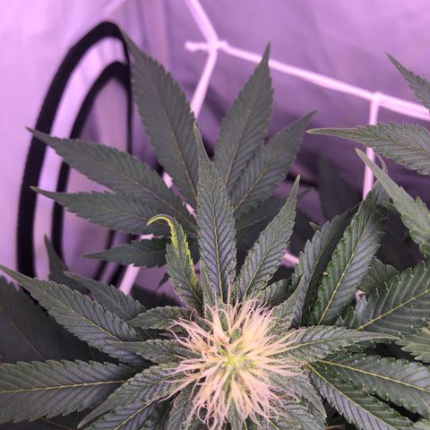 🍦Gelato 41 🍦 growlog timeline photo