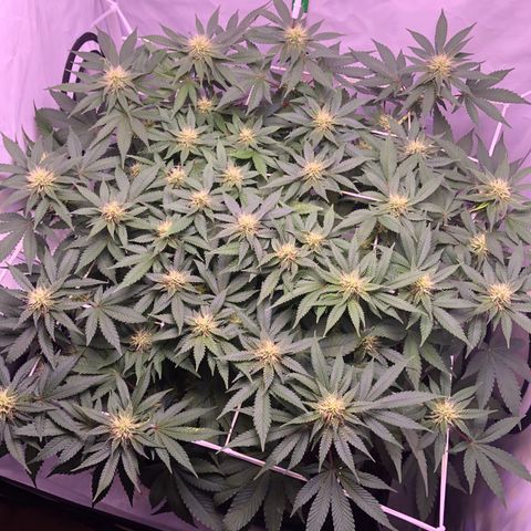 🍦Gelato 41 🍦 growlog timeline photo