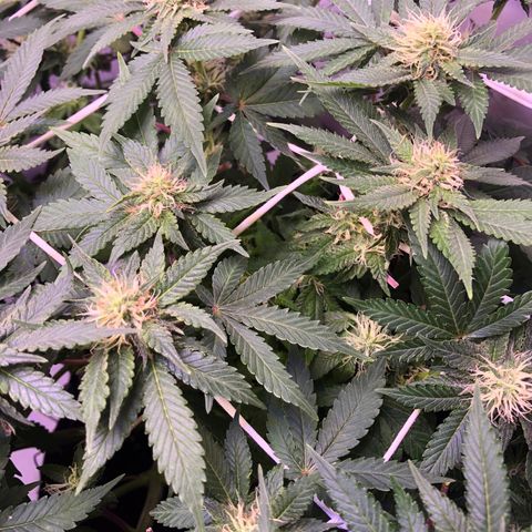 🍦Gelato 41 🍦 growlog timeline photo