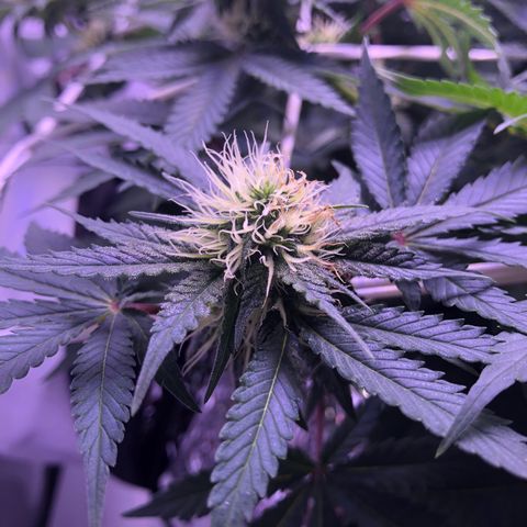 🍦Gelato 41 🍦 growlog timeline photo