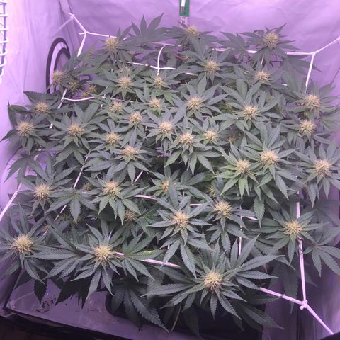 🍦Gelato 41 🍦 growlog timeline photo