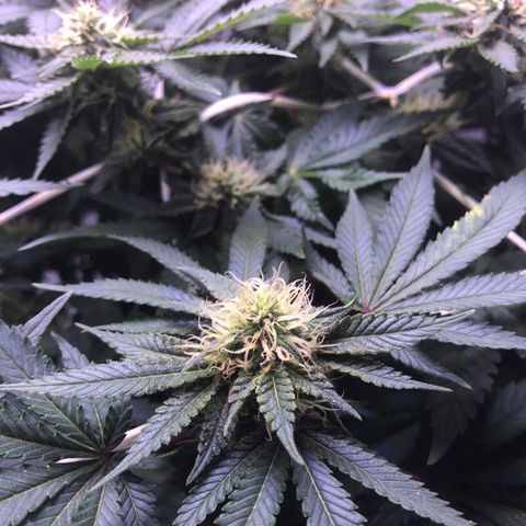 🍦Gelato 41 🍦 growlog timeline photo